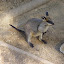 A wallaby