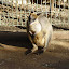 A wallaby