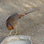 A pheasant