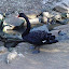 A black swan