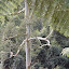 More valley flora