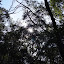 Trees shade the pathway
