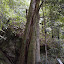 A tree split by lightning