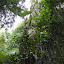 Another tall tree