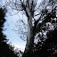 A tall tree that sheds its bark in ribbons