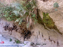 نخلی که در سقف غار رشد کرده است.