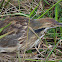 American Bittern