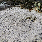 Crater Lichen
