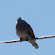 Turtle Dove; Tórtola Común