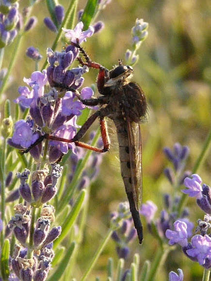 Spotting Image 1