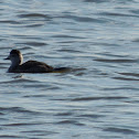 Ruddy Duck