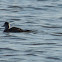 Ruddy Duck
