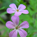 Herb Robert