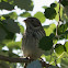 Corn Bunting; Triguero