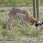 Pronghorn
