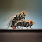 Flesh-fly