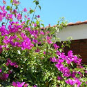 Bougainvillea. Bugambilia. Santa Rita