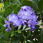 Texas Mountain Laurel