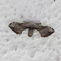 Moth