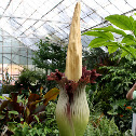 Titan Arum