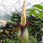 Titan Arum