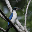 Collared Kingfisher
