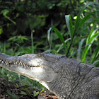 American crocodile