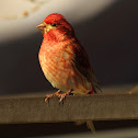 Purple Finch (male)