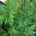Mosquito plant