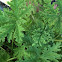 Mosquito plant