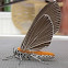 Snouted Tiger Moth