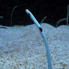 Spotted Garden Eel