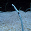 Spotted Garden Eel