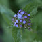 Mistflower