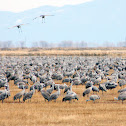 Sandhill Crane