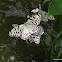 Paper Kite Butterfly