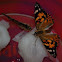 Painted Lady