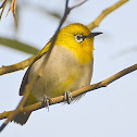 Oriental White-eye