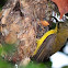 Olive-backed Sunbird