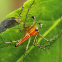 Lynx Spider