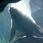 Stellar Sea Lion
