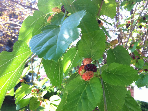 Spotting Image 1