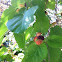 Mulberry 