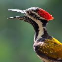 Black-rumped Flameback