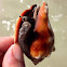 Florida Fighting Conch