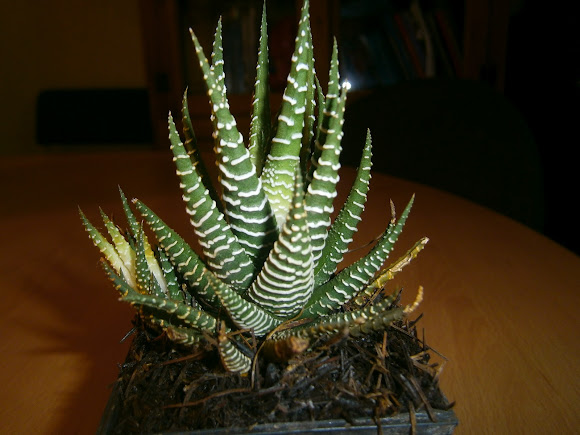 Spotting Image 1
