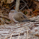 Mourning Dove
