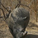 White Rhinoceros