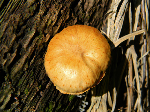 Spotting Image 1