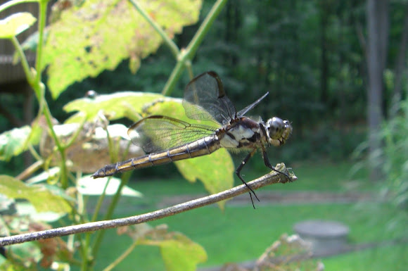 Spotting Image 1